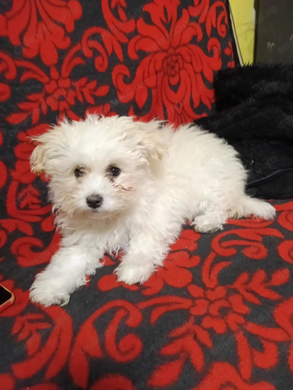 Vând pui bichon femela de 3 luni 