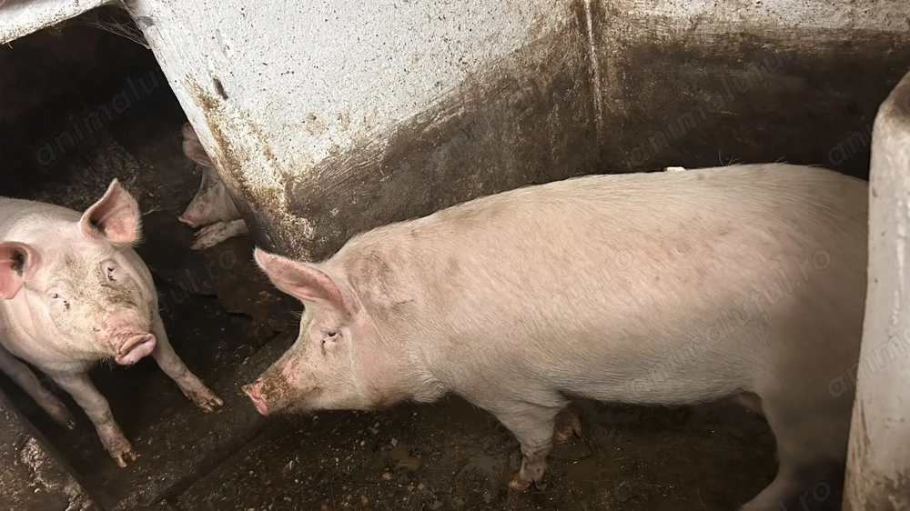 Vând porci marele alb