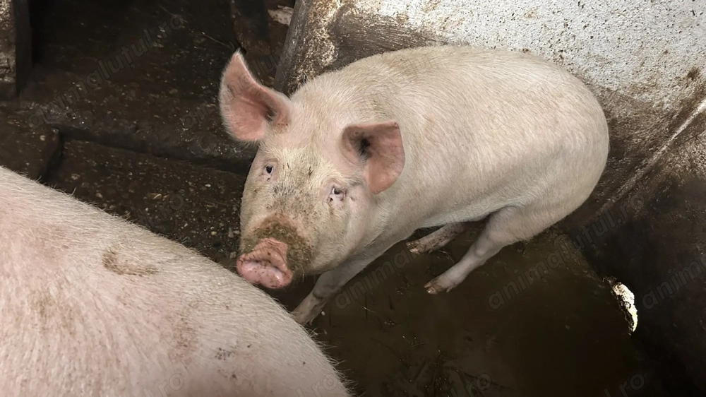 Vând porci marele alb de 130kg