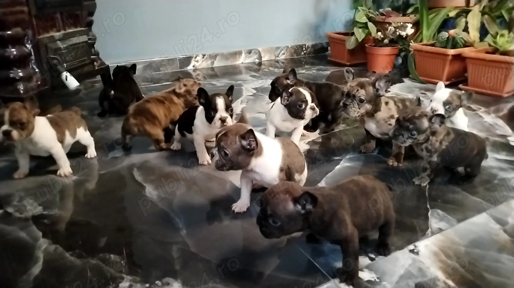 Buldog francez disponibili!