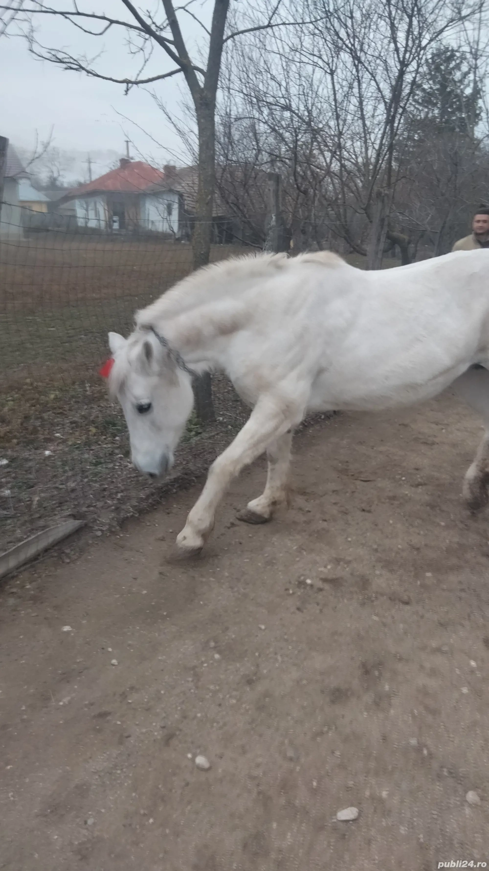 Cal de vânzare alb semigreu 