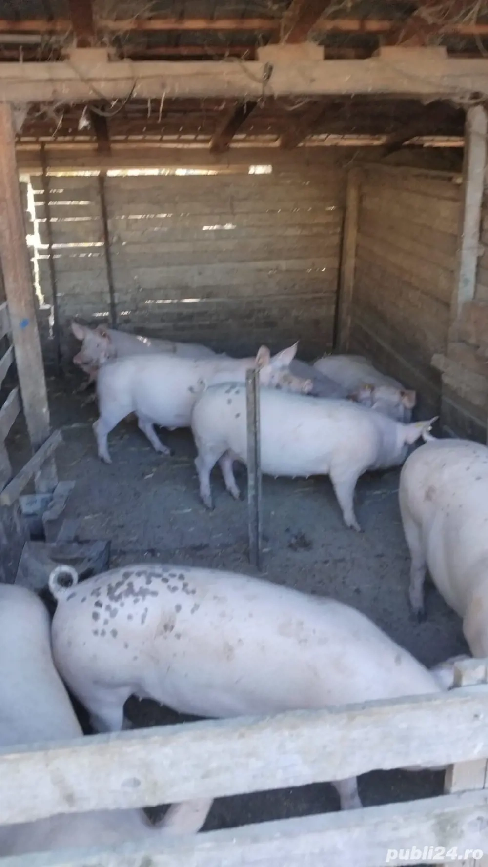 vand porci sacrificare craciun !!