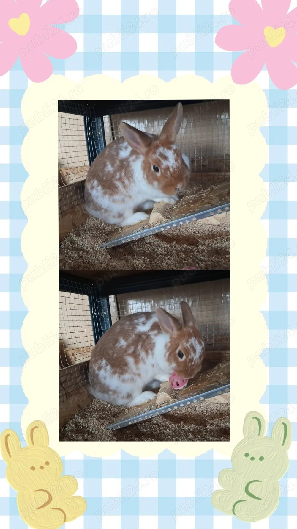 Iepuri pitici - femele 