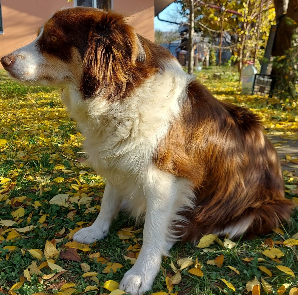 Vând femela Border Collie Iasi 