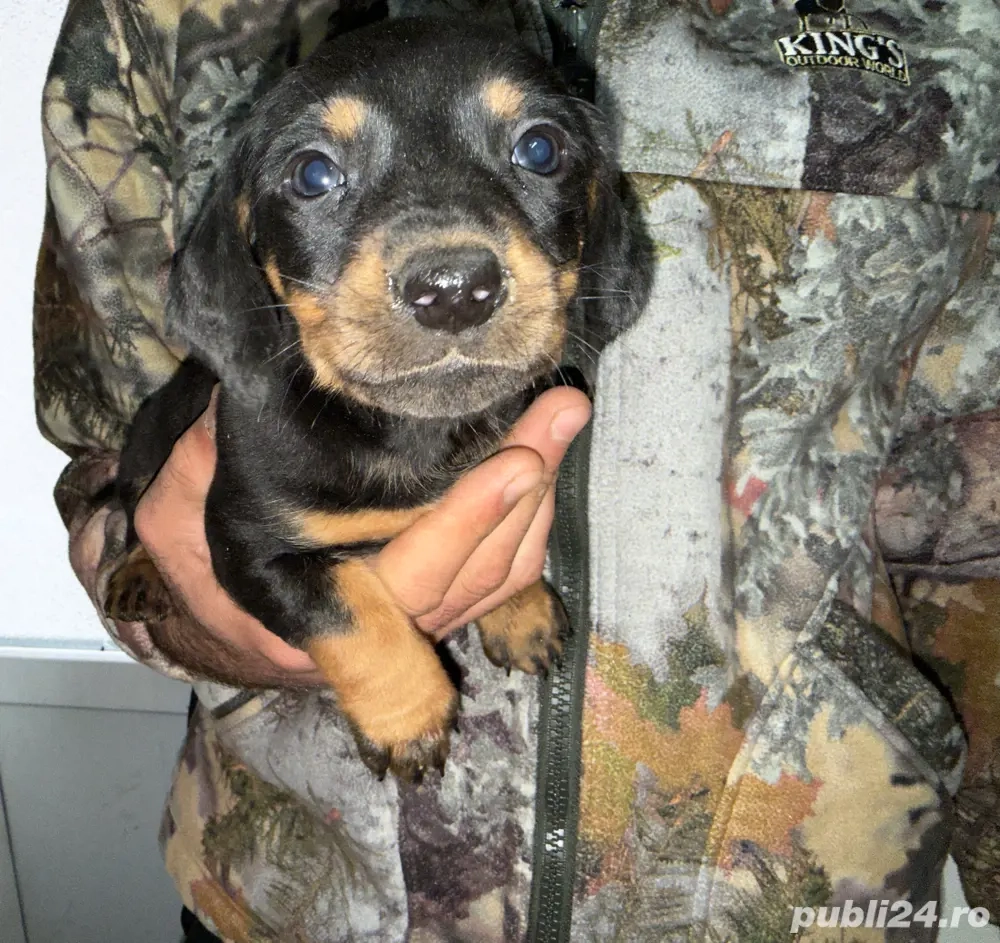 Teckel si Teckel Arlechin 5 saptamani 