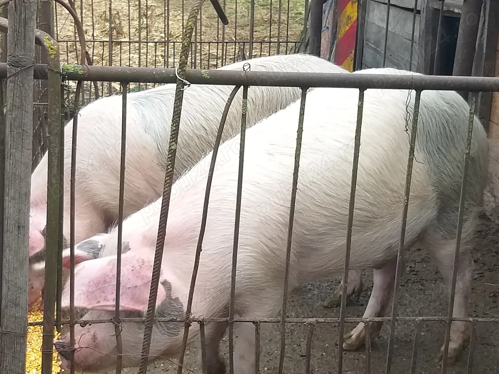 Vind porci de carne Sintioana