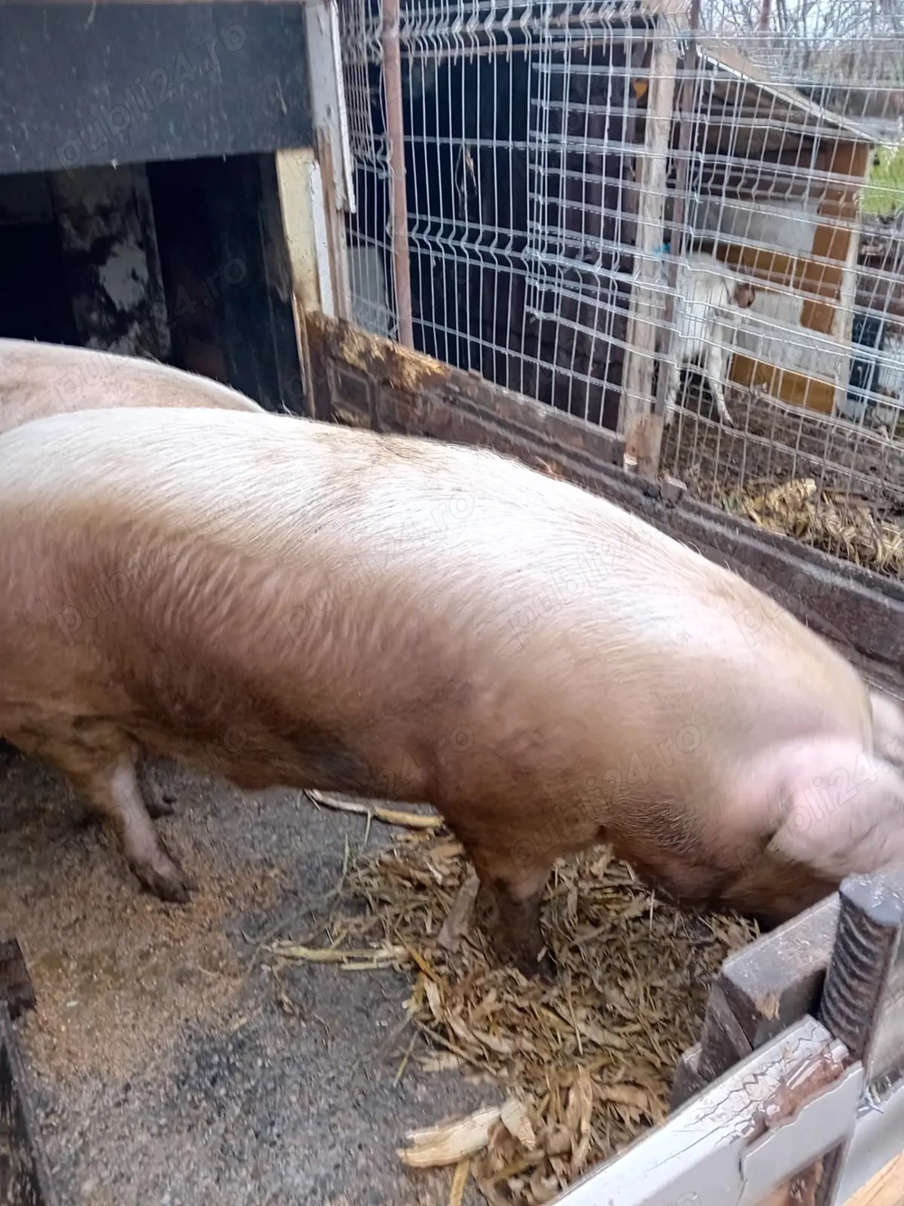 Vand porc pentru Craciun, rasa marele alb,porcul are 11 luni 