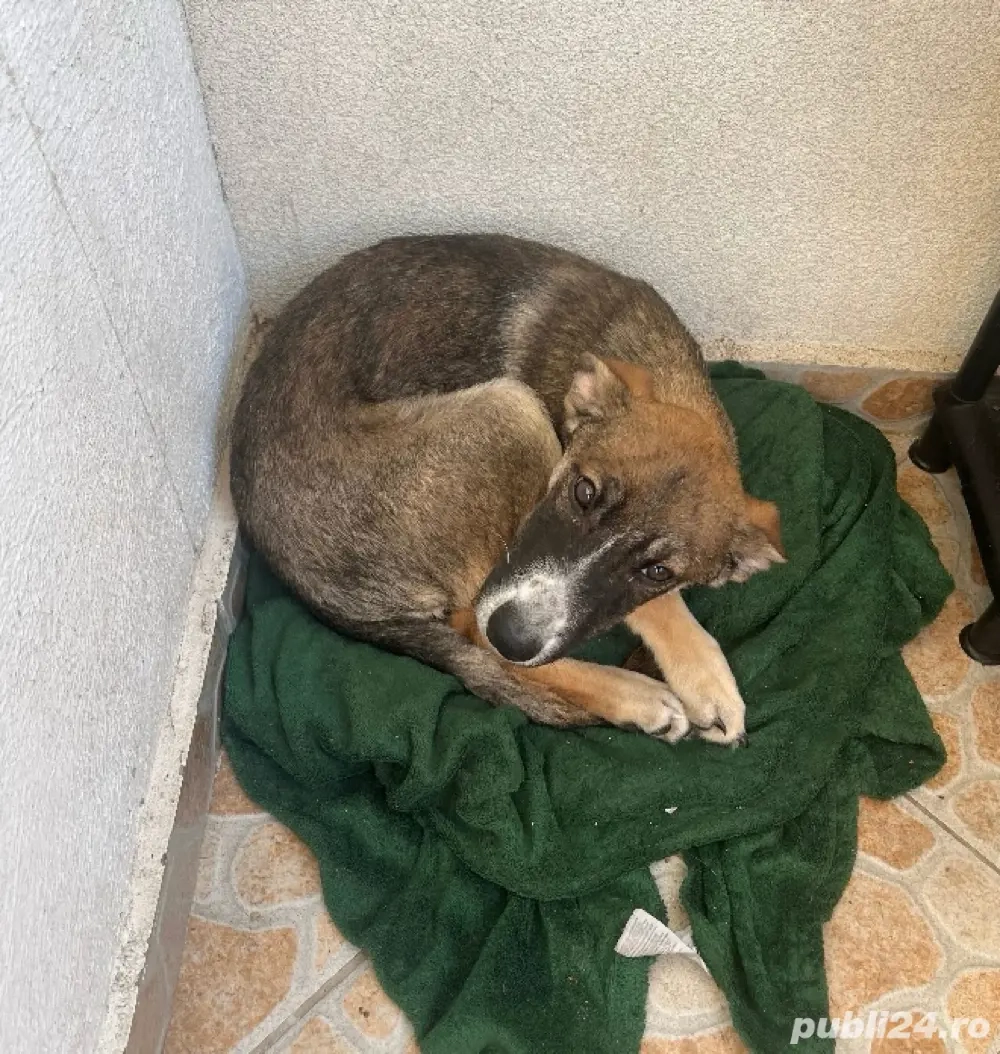 Dau spre adopție cățelușă 