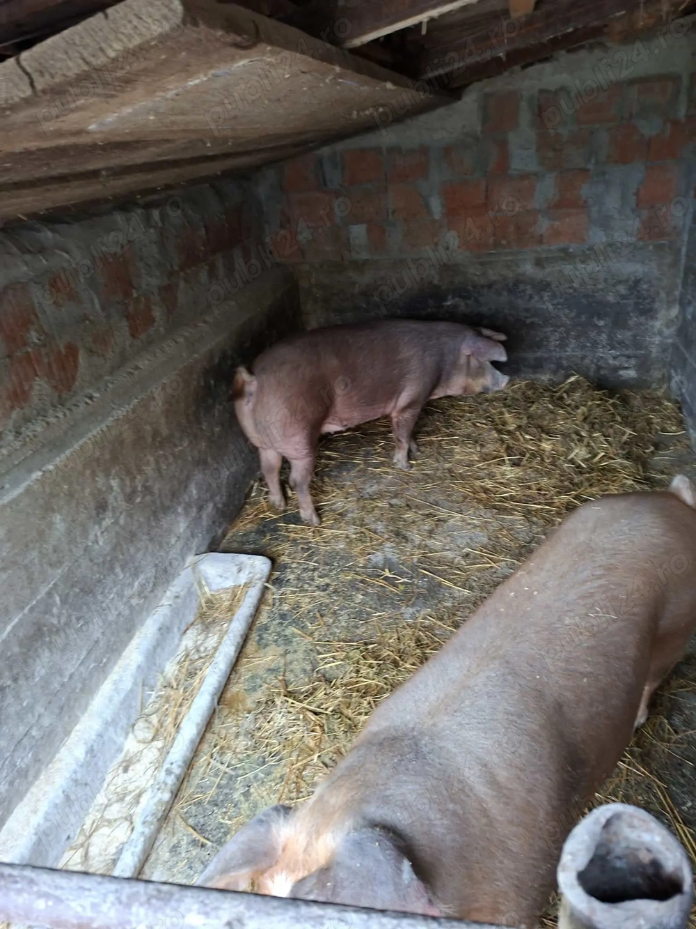 Porci detali la telefon