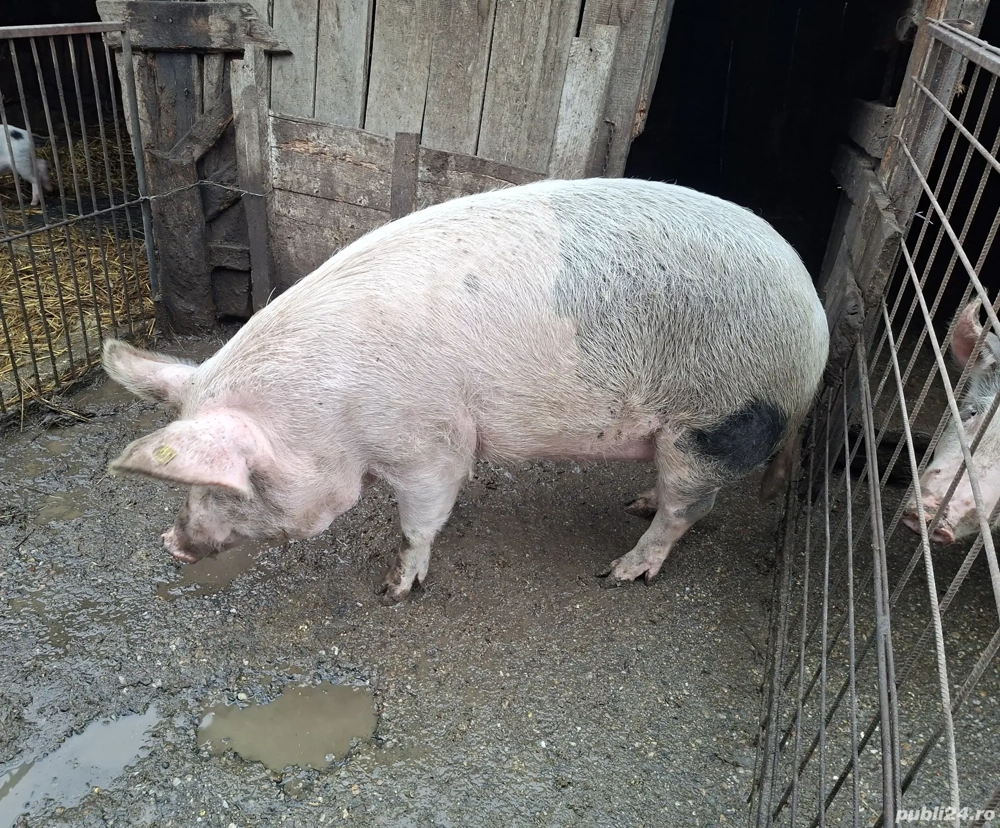 Vând porci pentru sacrificat