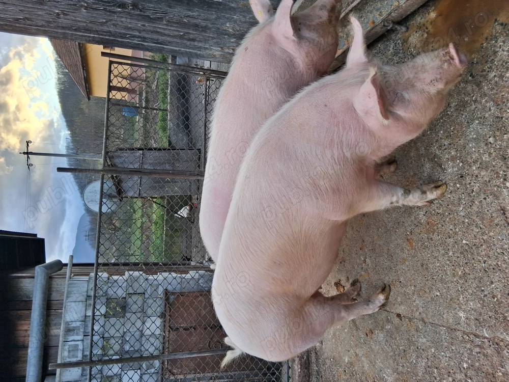 Porci de vânzare marele alb