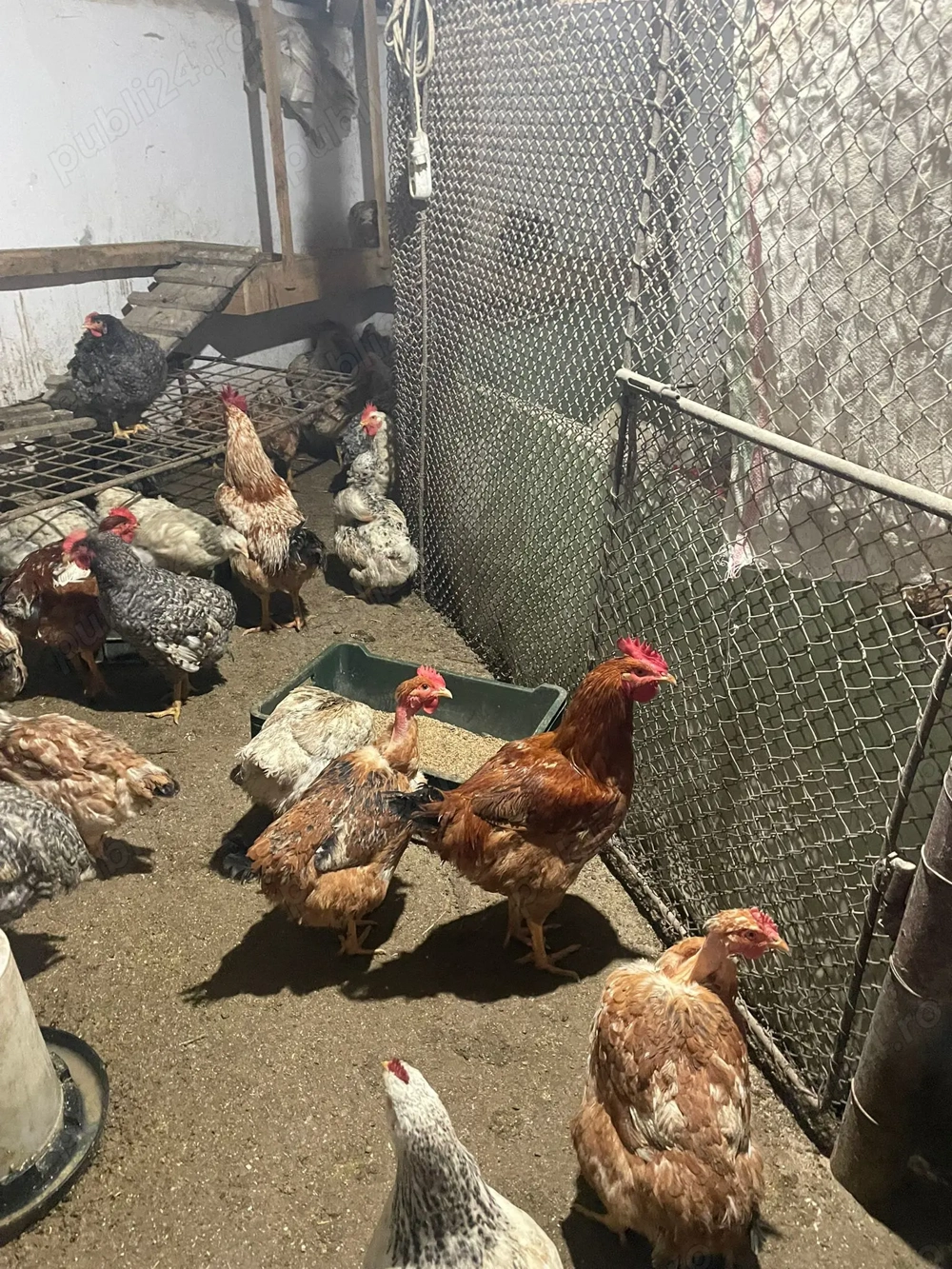 Cocosi si Gaini de Curte 2025