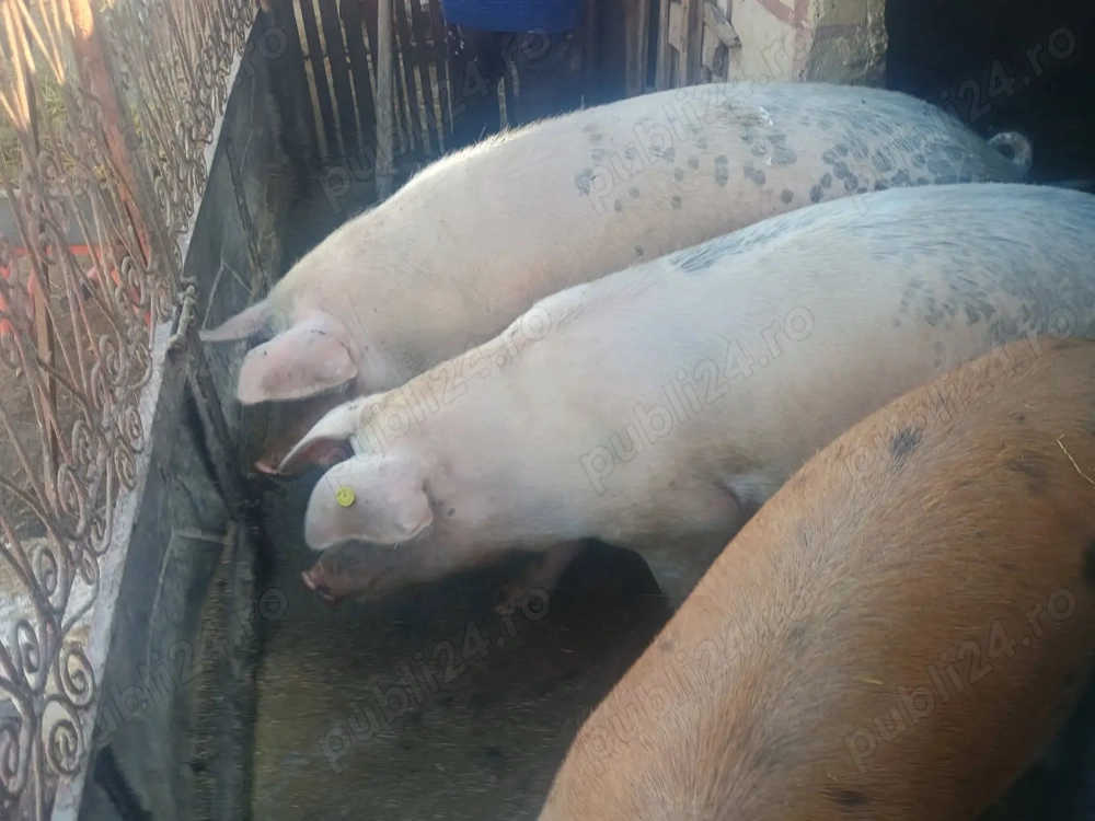 Vând porci de țară 