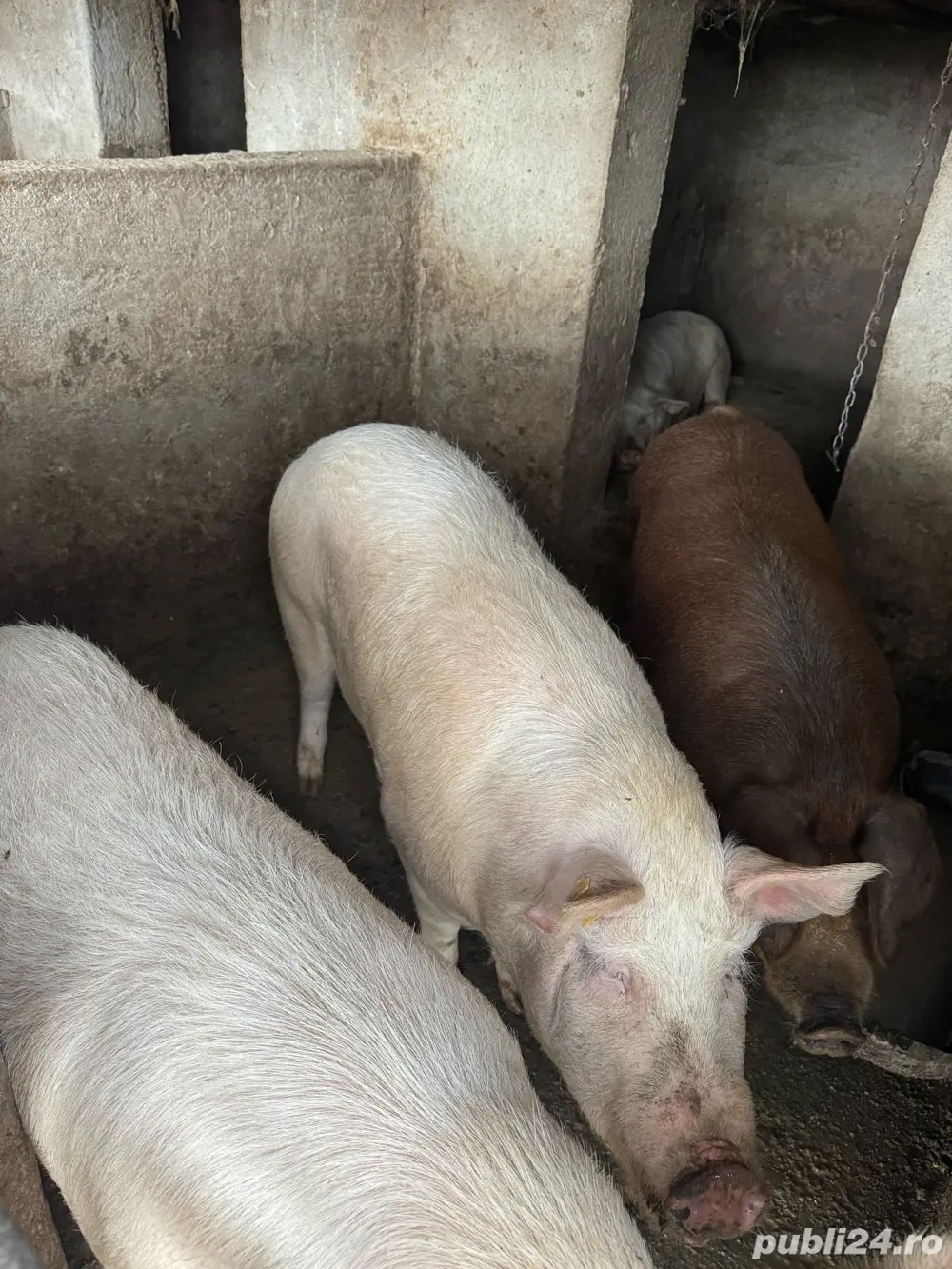 Vând porci crescuți natural! 