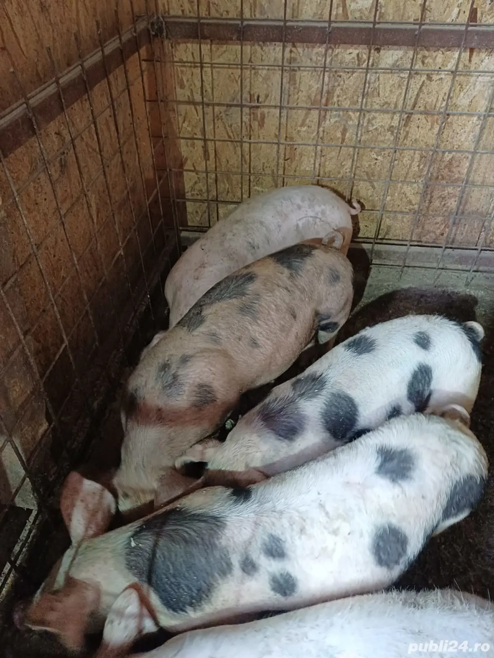 Vand purcei 45-50kg si porci de taiat 150-200kg