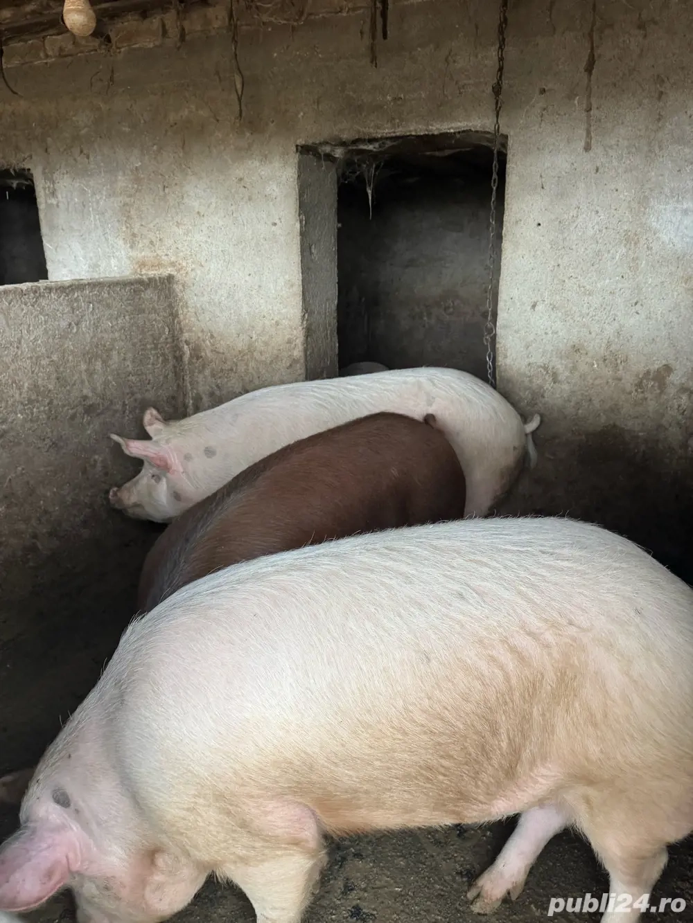 Vand carcasa de porc!