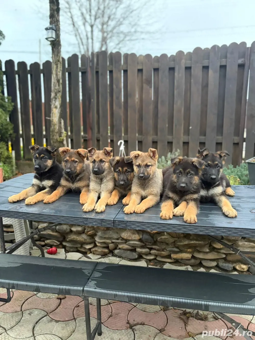 vand pui ciobanesc german linie de lucru