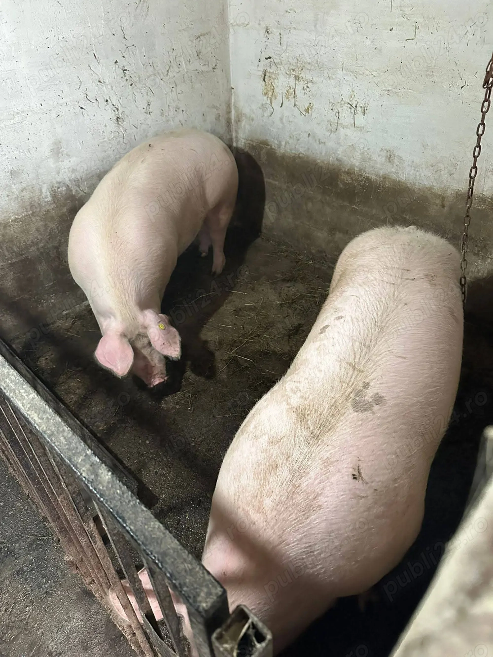 Porci de carne de vânzare 