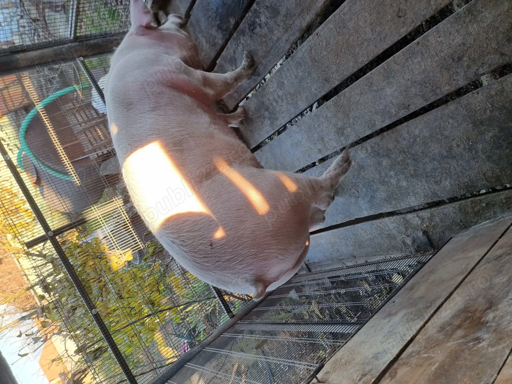 Vand porc crescut in gospodaria proprie 