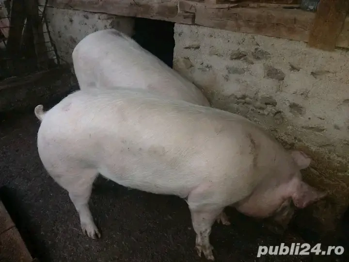 Porc de vanzare