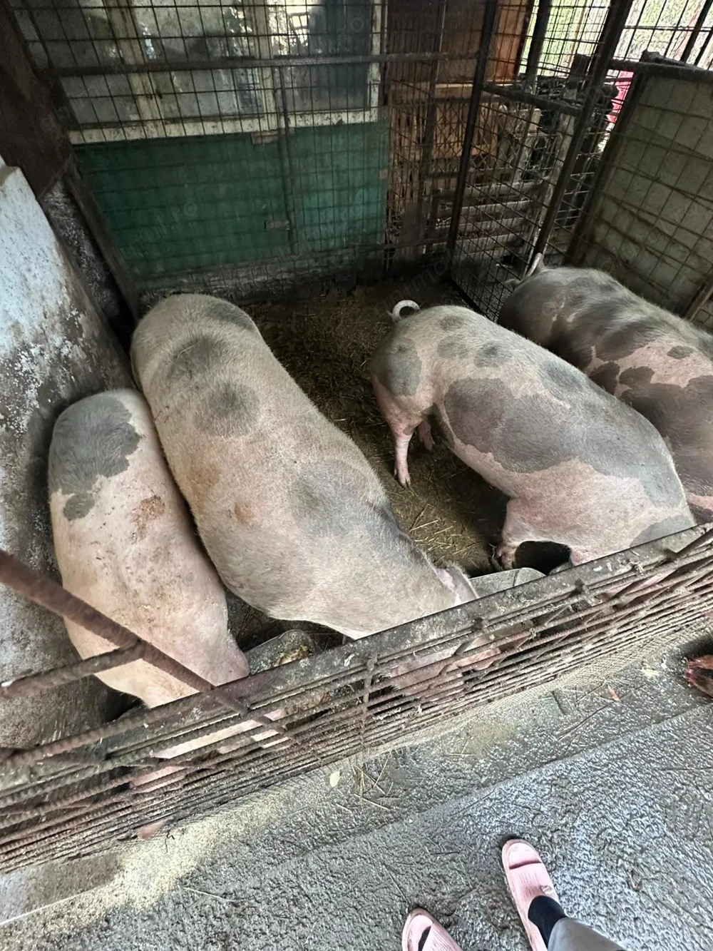 Vănd porci cu greutate între 120-190 de kg