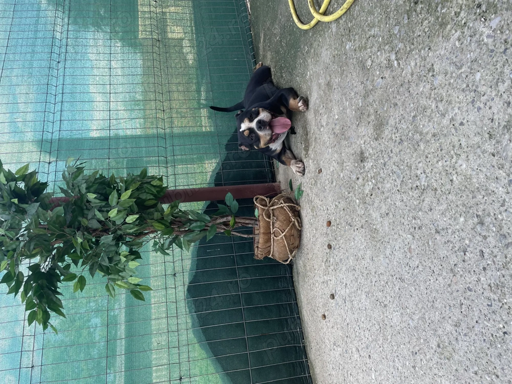 Vând mascul american bully 