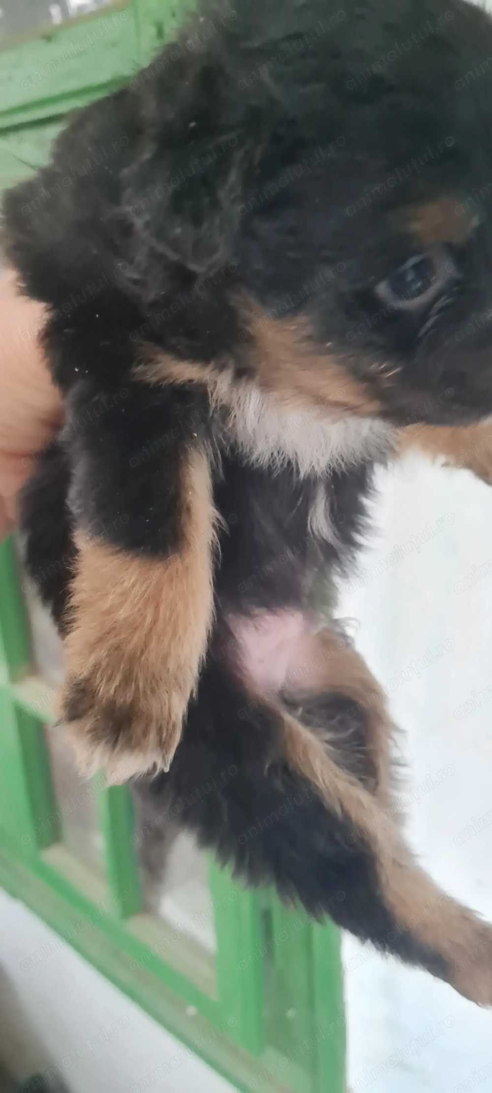 Donez 5 puiuți de cățel.