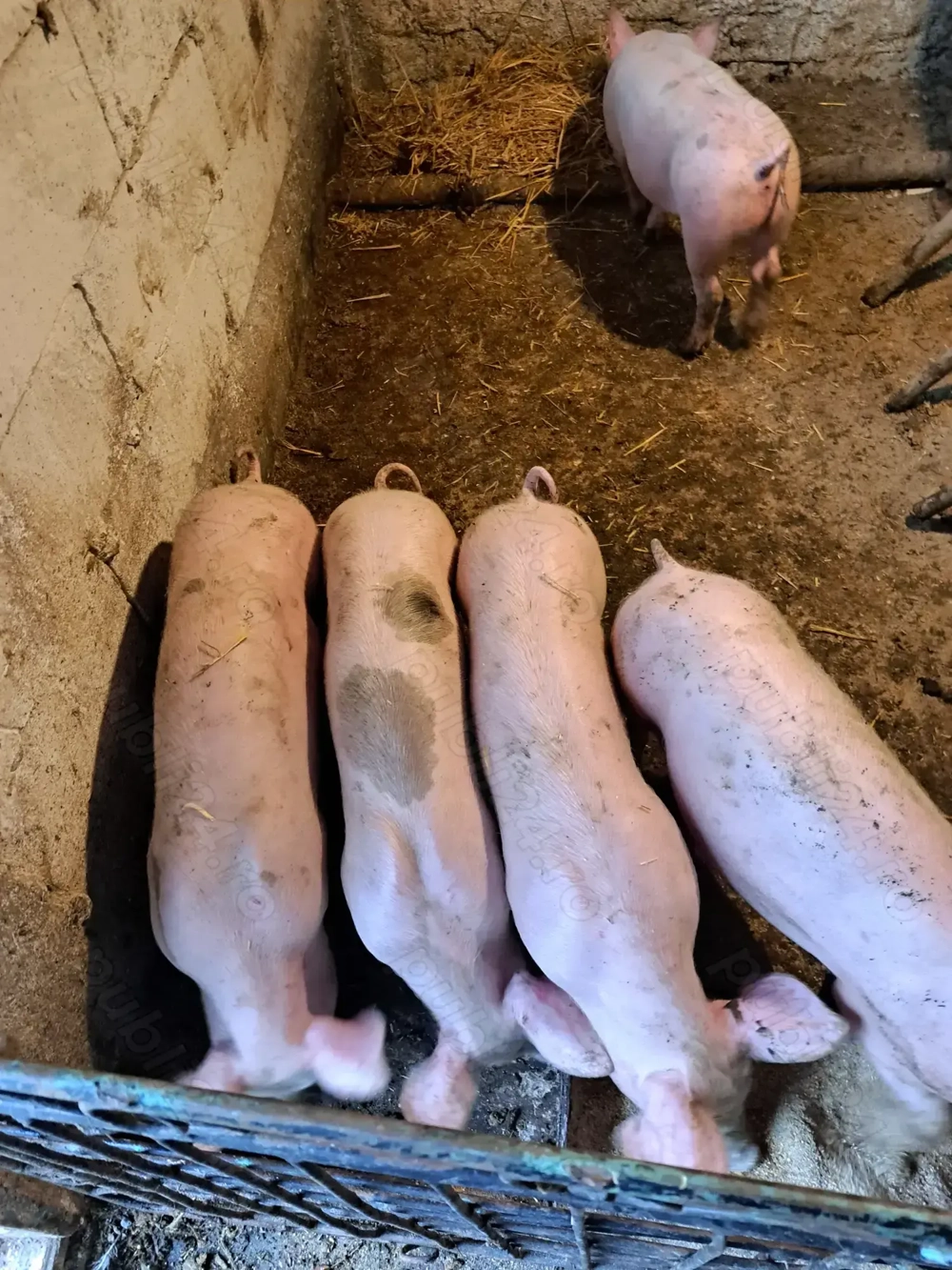 Purcei rasă de carne, baieții castrati si deparazitați 30-35kg