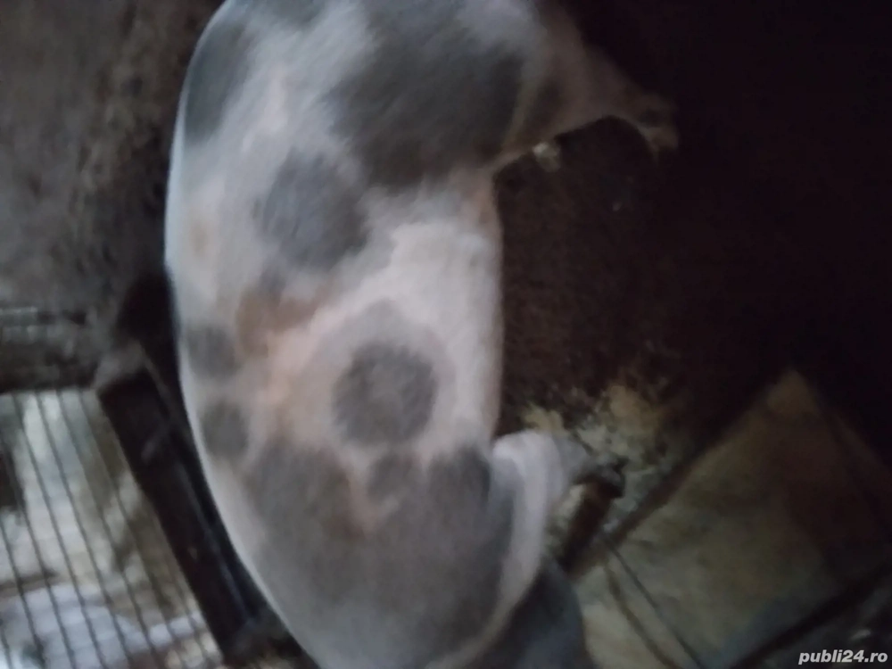 vând porc de tăiat. 