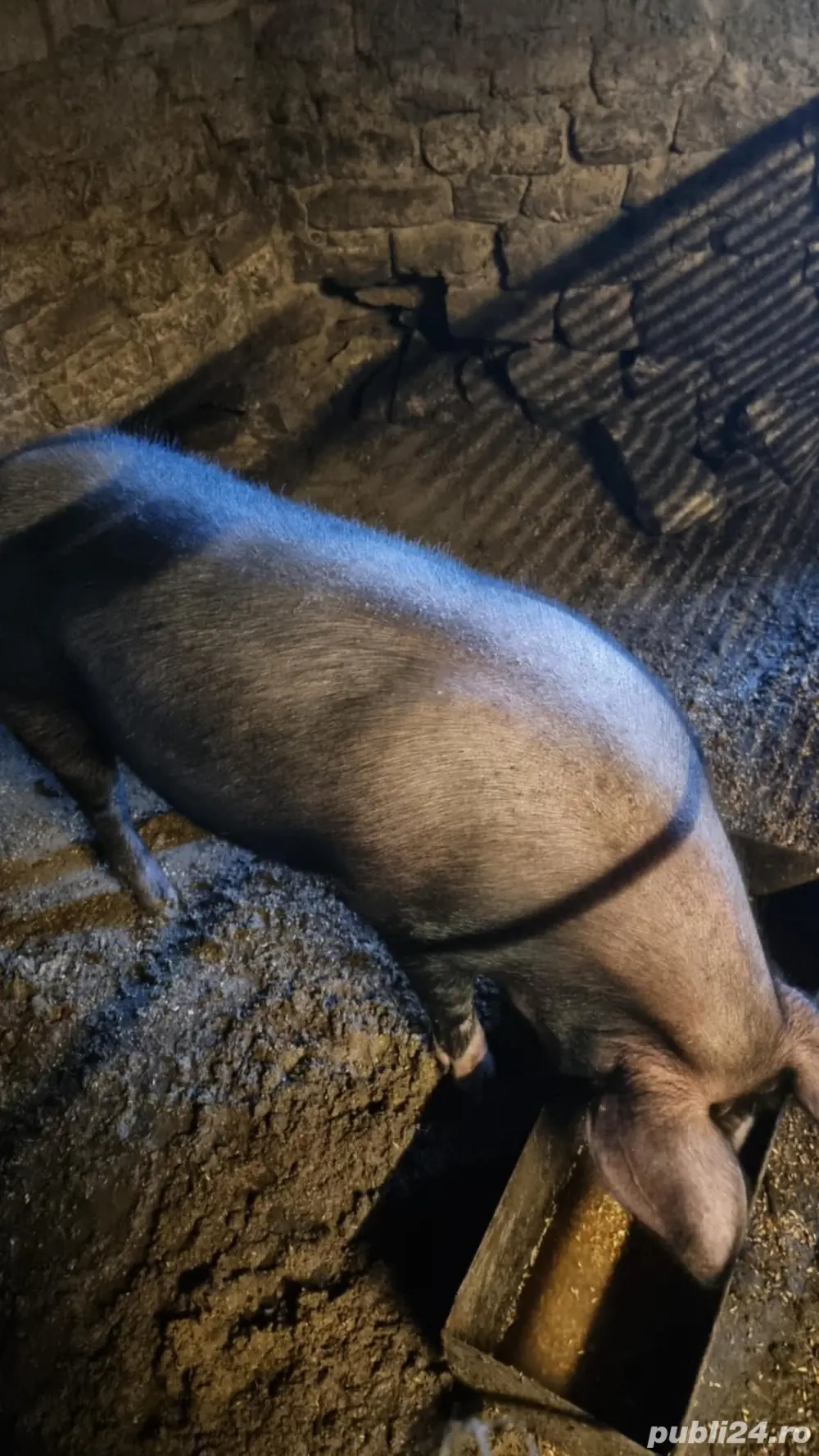 Porc intre 120-140 kg