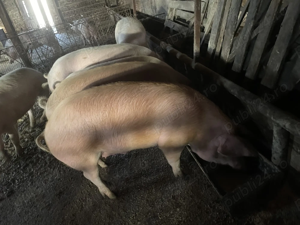 Porci de vânzare! 