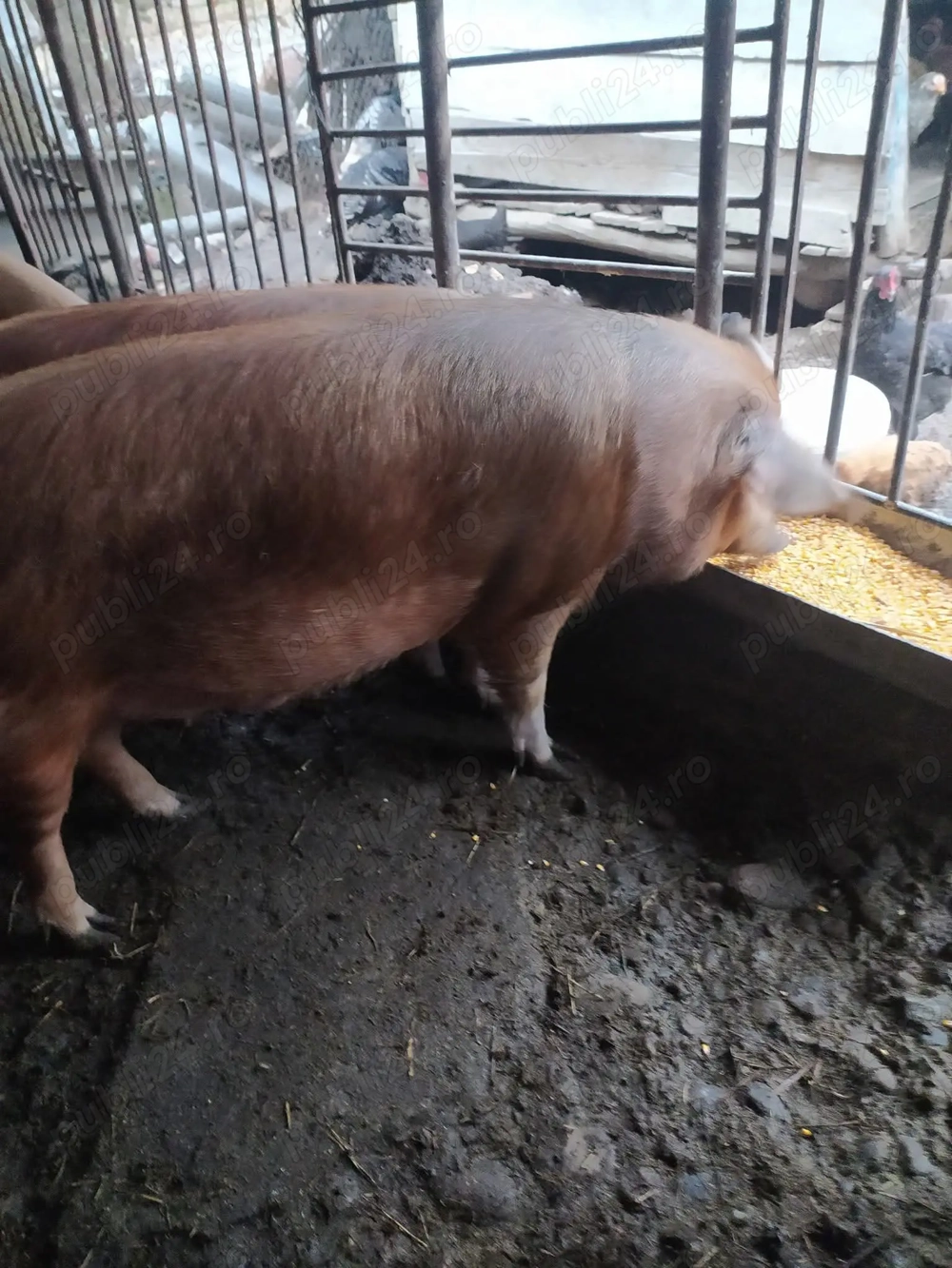 Vând porci mari pentru sacrificat 