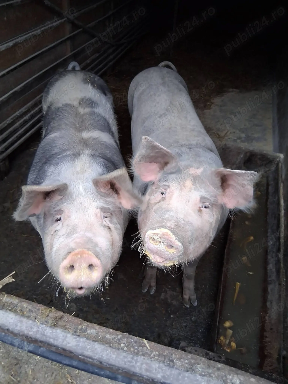 Porci grasi între 160 200kg