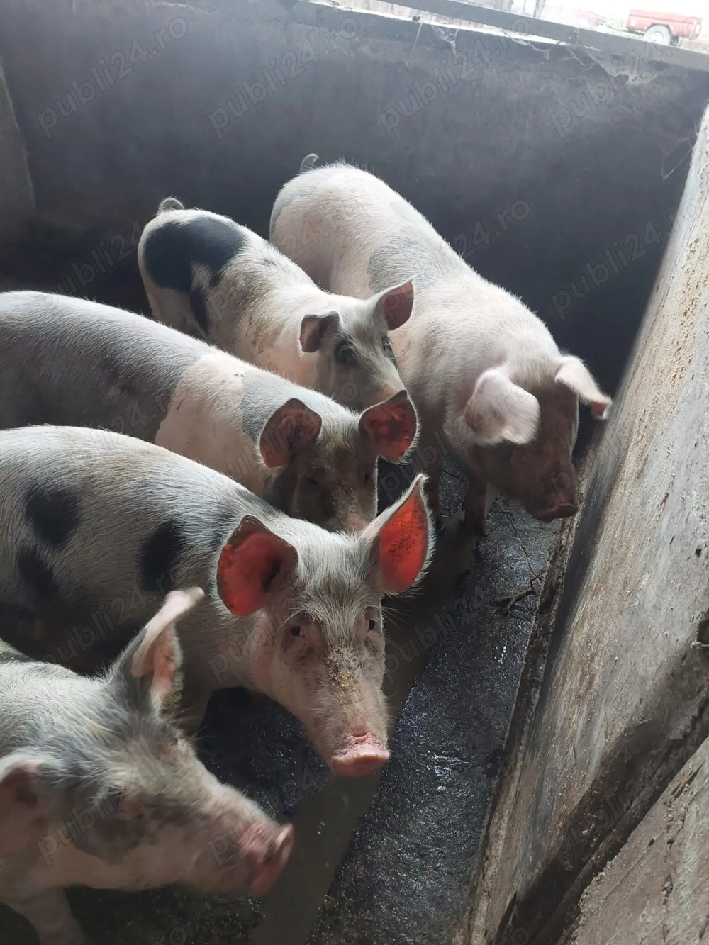 Vând porci 12 lei kg