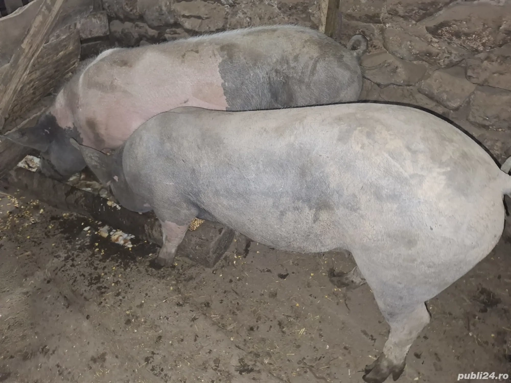 vand doi porci !