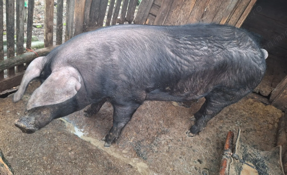 Vând porc de sacrificat 