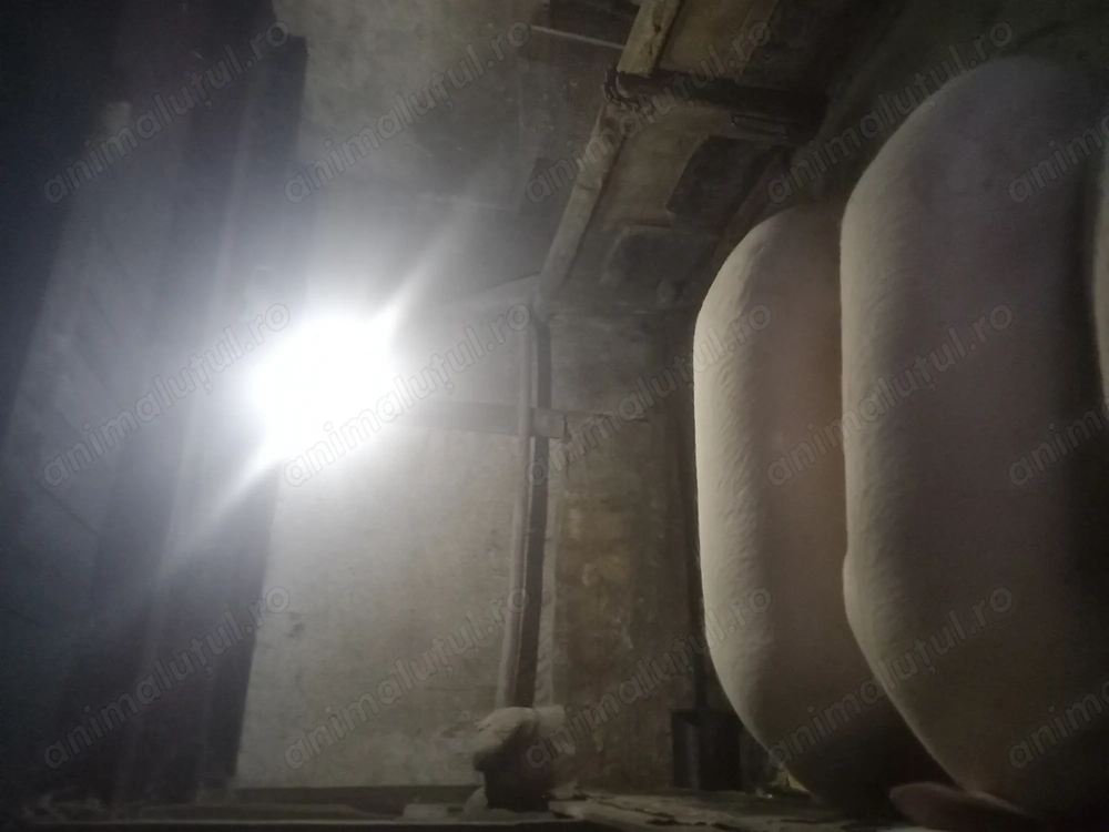 Vând crne de porci  130-160 14 kg mica județul Mureș 