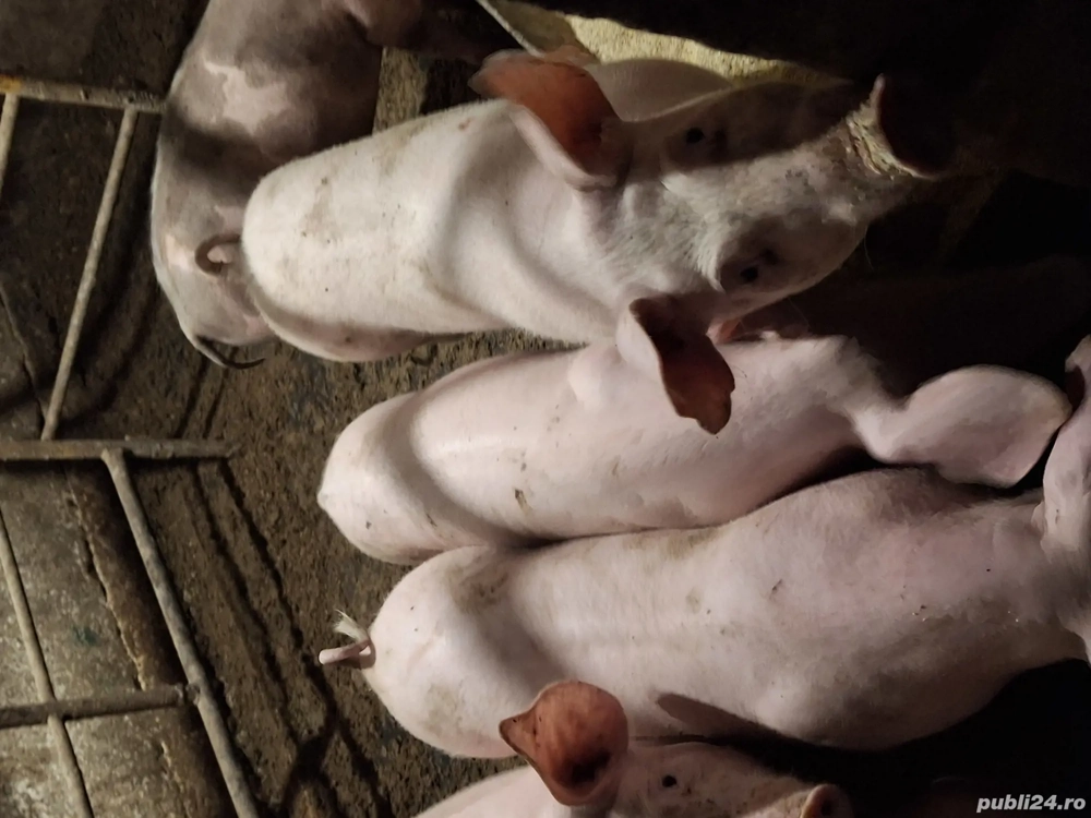 Vând șoldani 30-40 kg