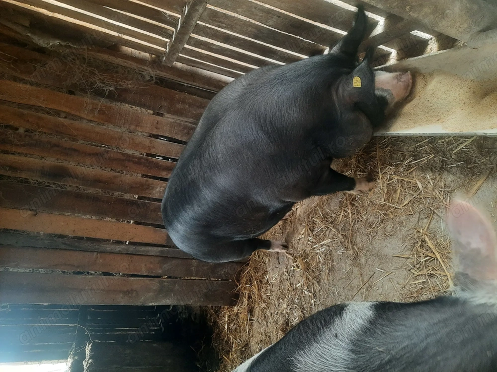 Porc  de vinzare pt masa de Crăciun 