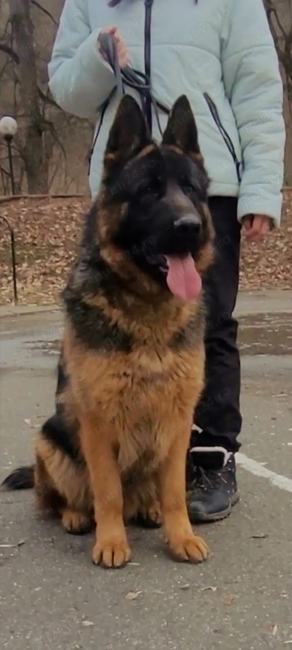 Catei ciobanesc german