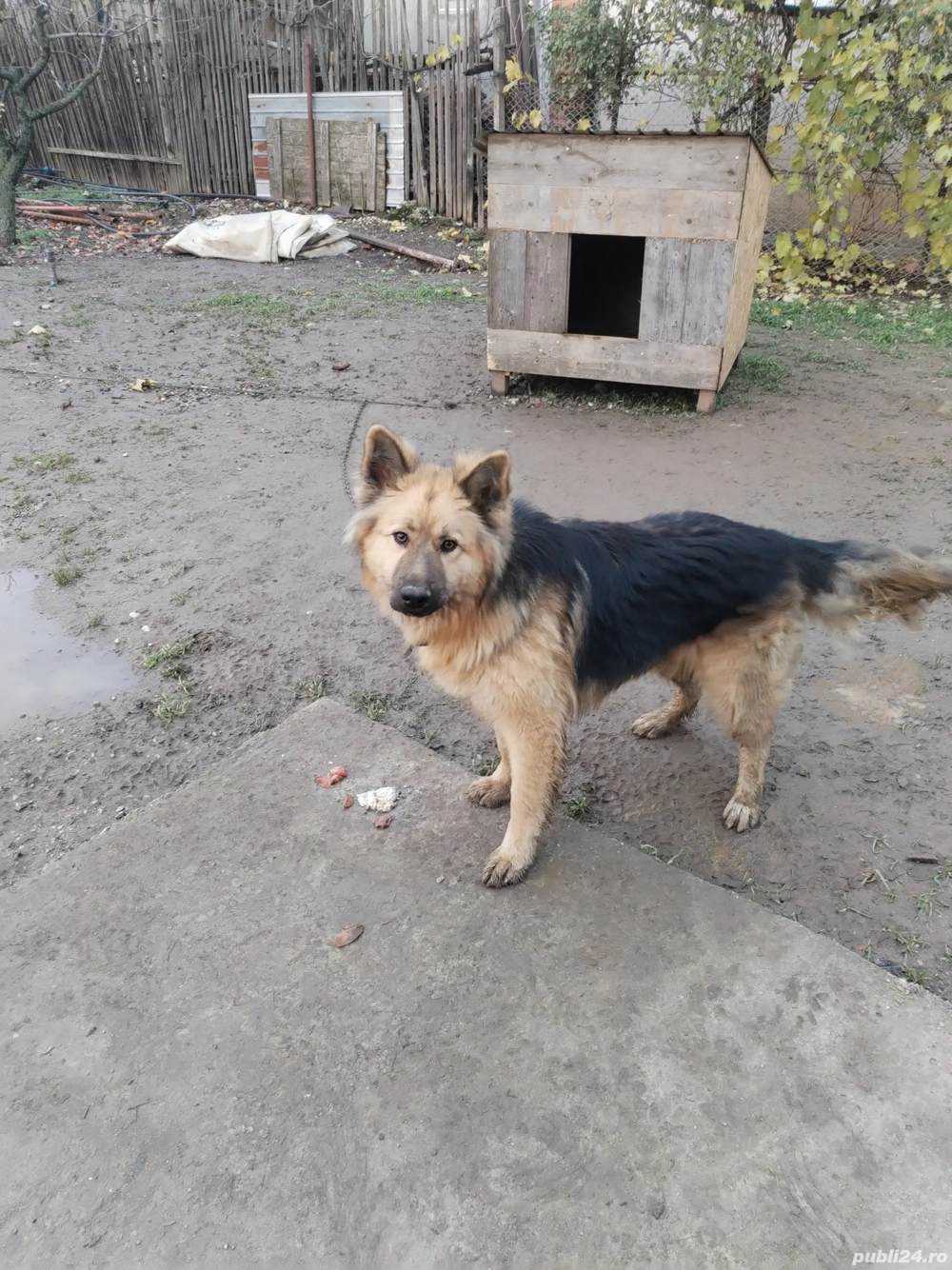 Donez lup din mamă lup german și tată lup alb are vârsta de un an și trei luni 