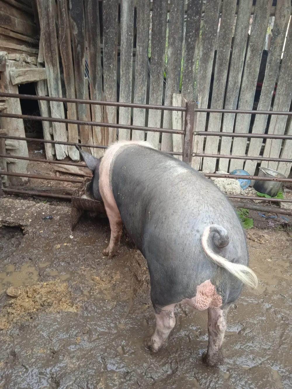 Vier pietrean pentru monta 