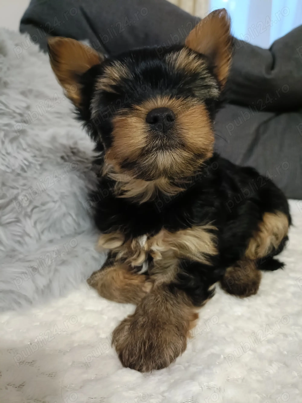 Baietel Yorkshire Toy