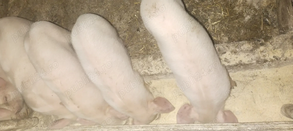 Vând purcei .de 7 saptamani