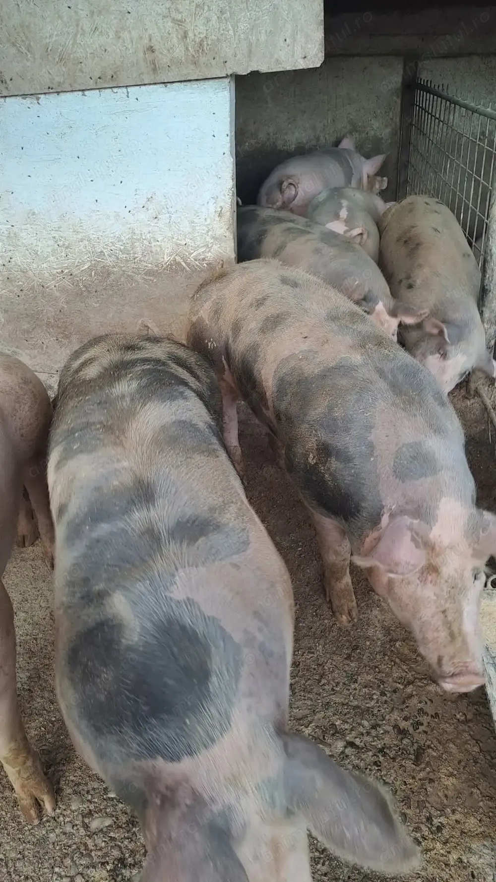 Porci de carne crescuți acasa