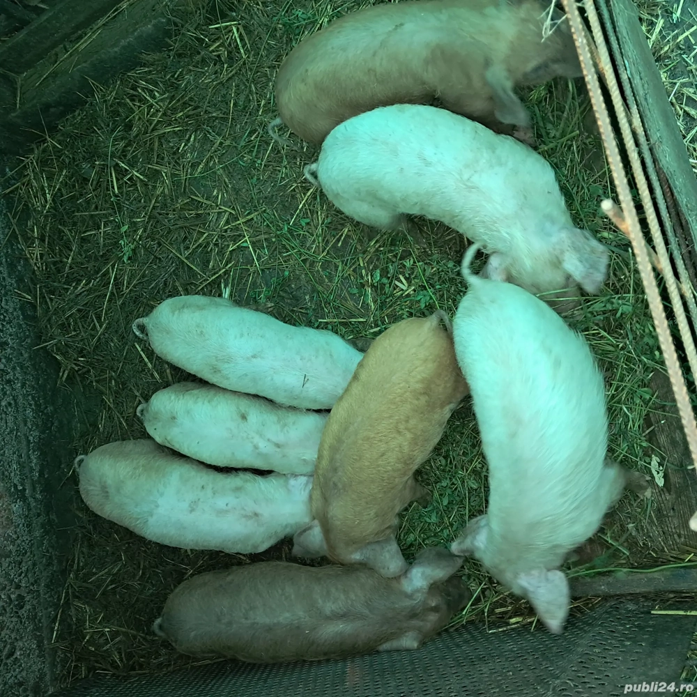 Vând purcei de 2 luni și jumatate din rasa landrace cu duroc