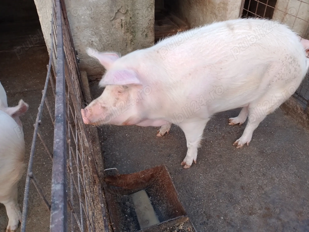Vând porc 290kg 4000 lei și mai am unul la 270 kg 3800 lei