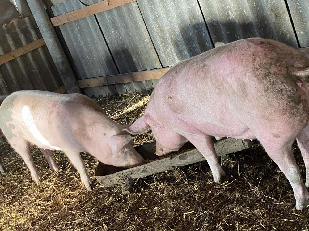 Porci de sacrificat pentru Crăciun 