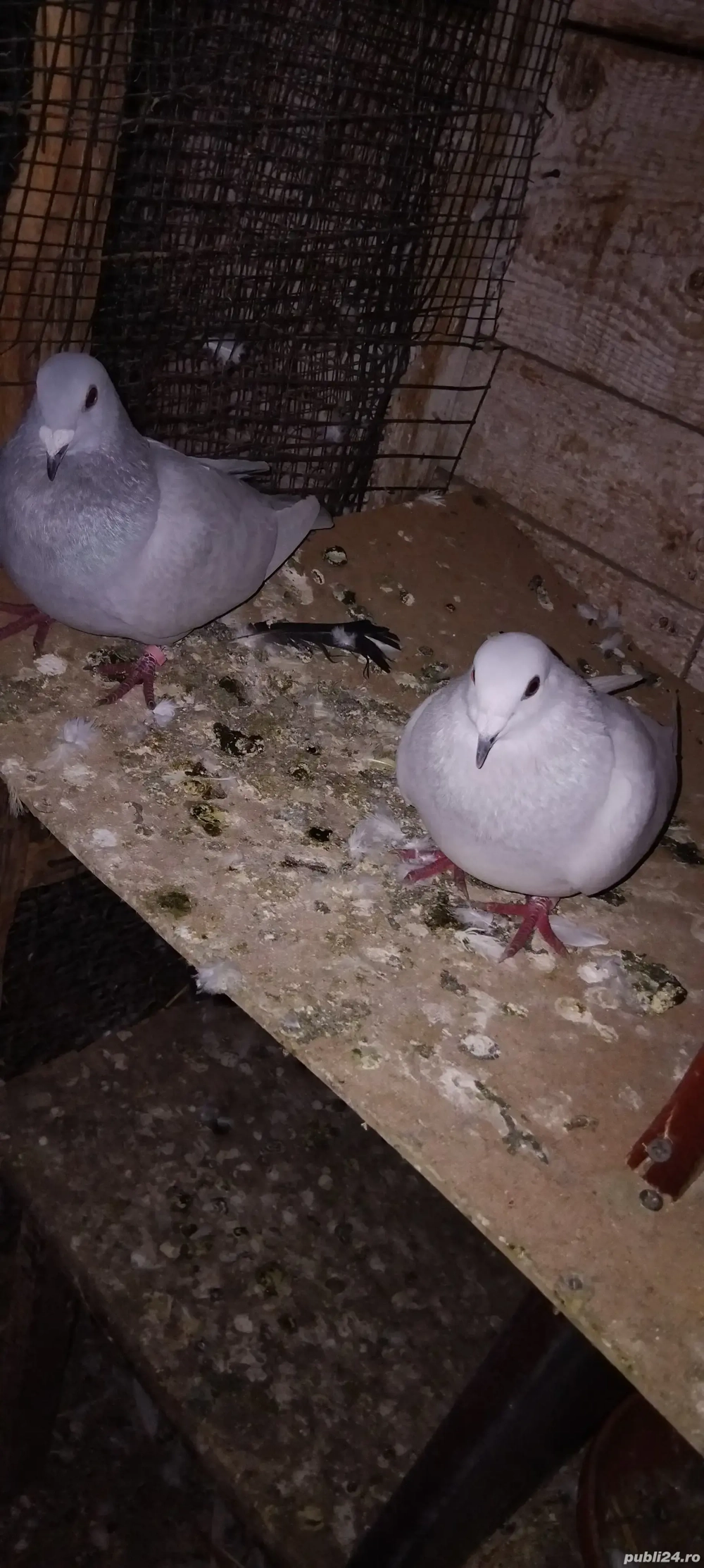 iepuri fluturi si porumbei voiajori milki