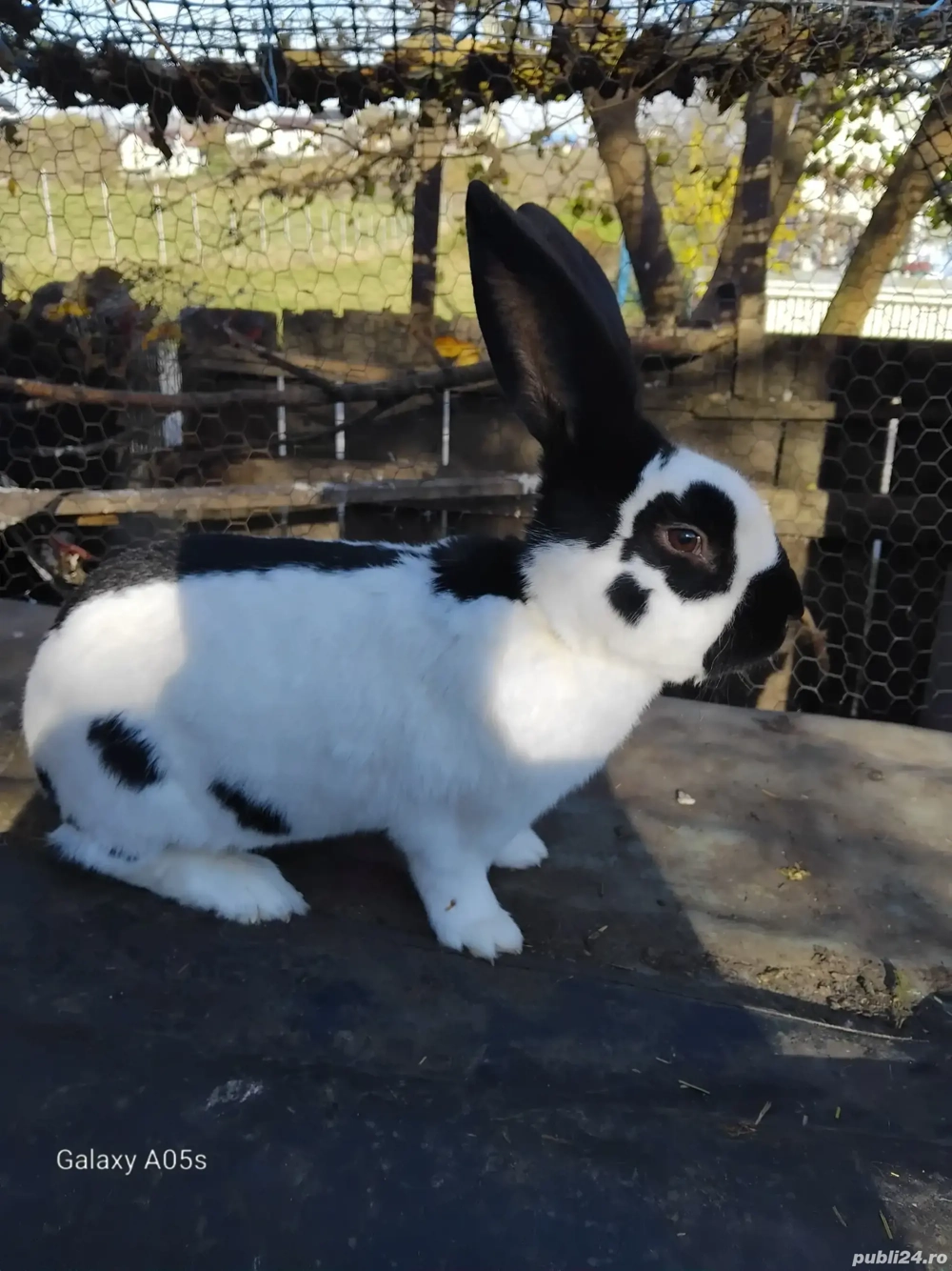 De vânzare un mascul de fluture german 